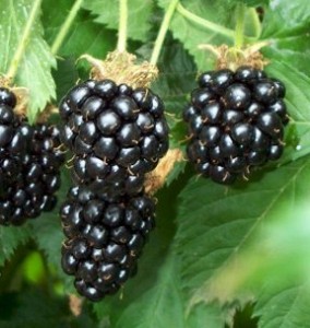 Blackberries2