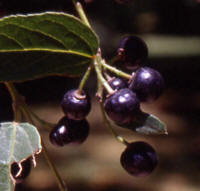 maqui-berries[1]