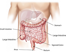 abdomen-digestion process