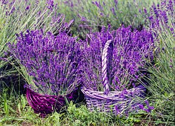 lavender treatment recipes